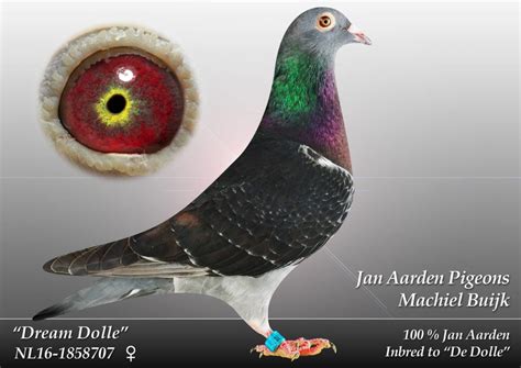 jan aarden pigeons for sale.